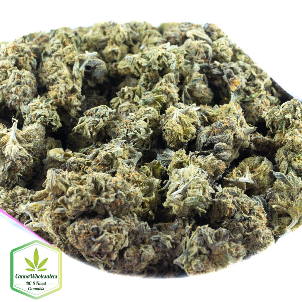 Chocolope