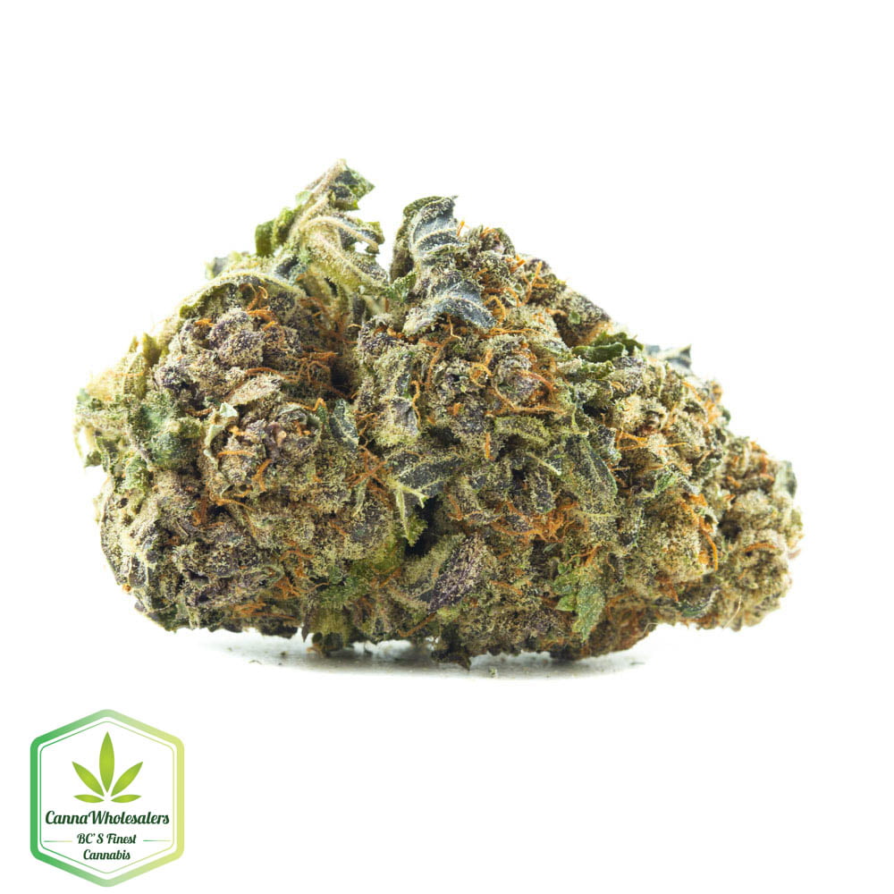 Purple Afghani