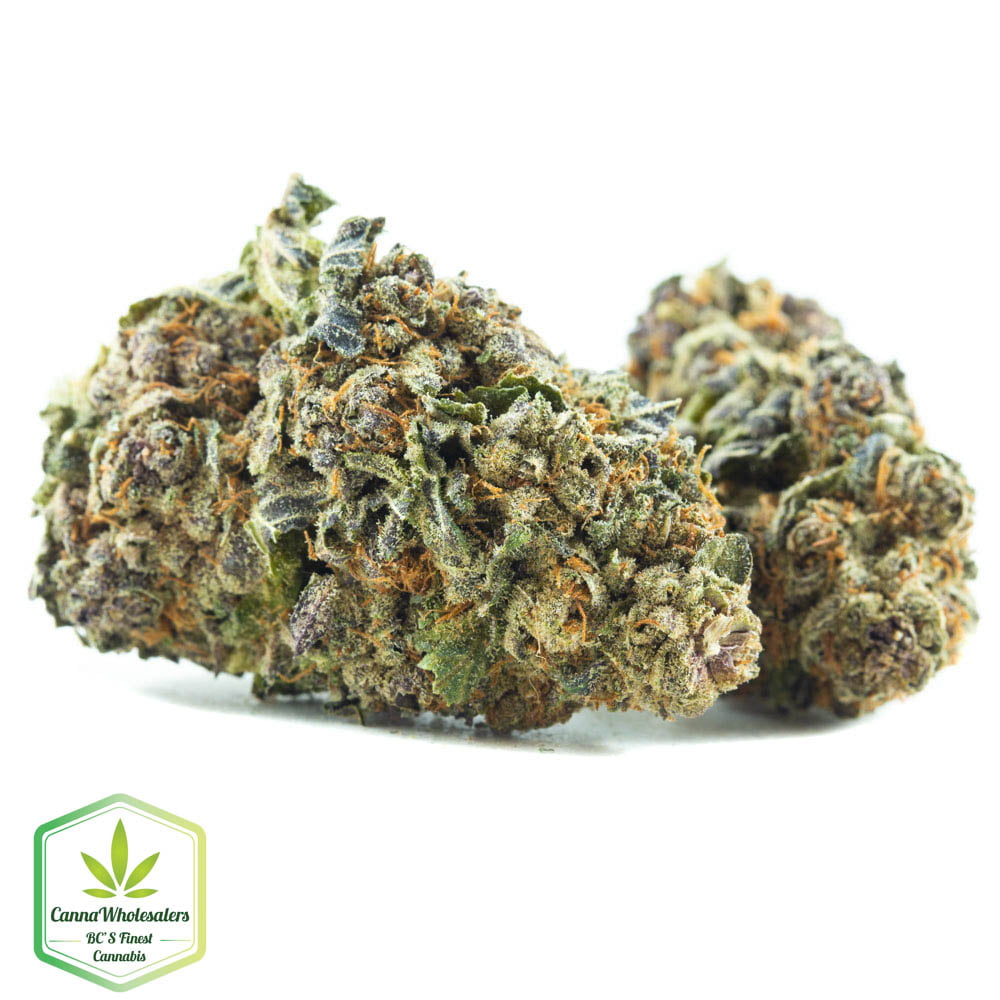 Purple Afghani