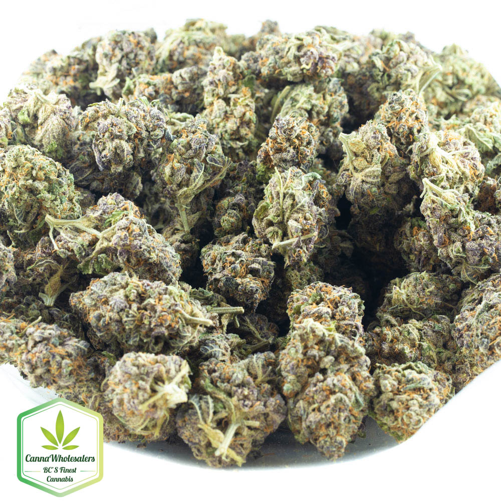 Purple Afghani