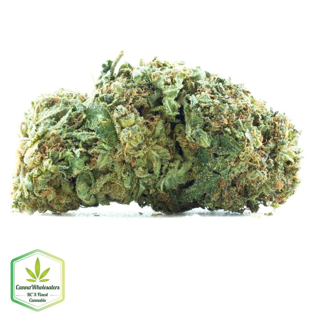 Black Domina