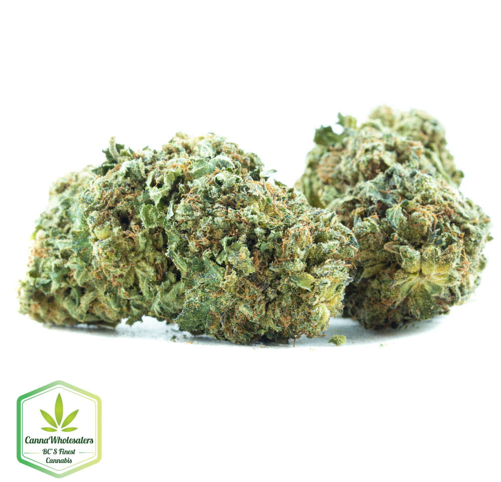 Black Domina