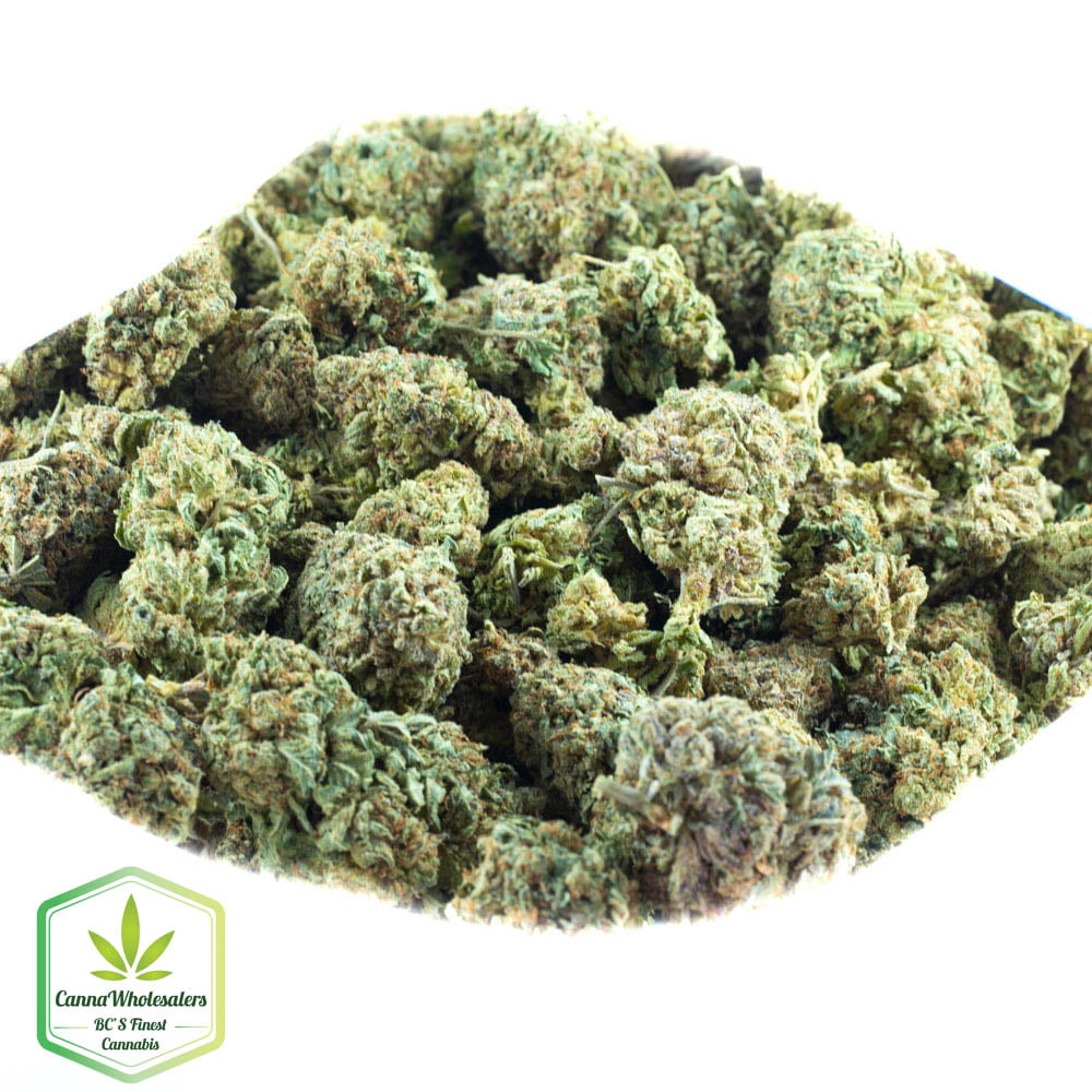 Black Domina
