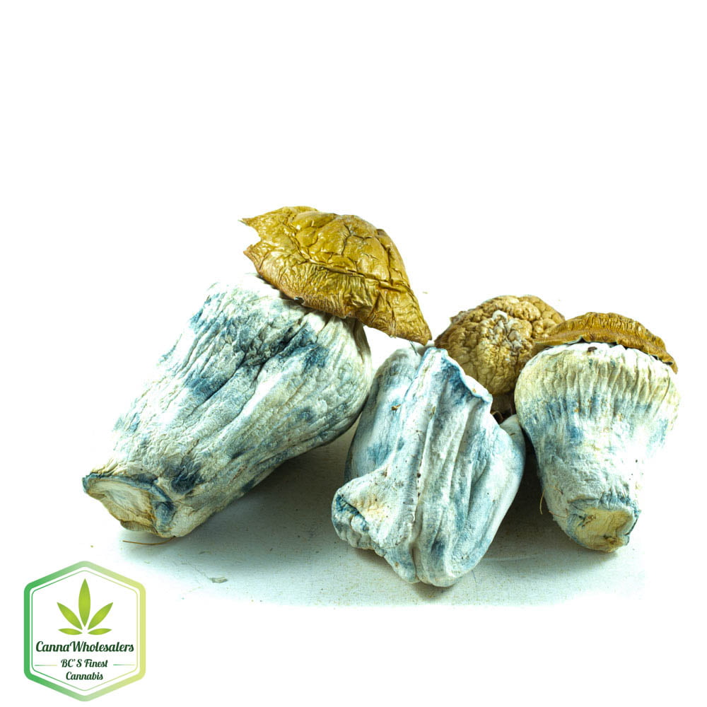 King Kong Magic Mushrooms