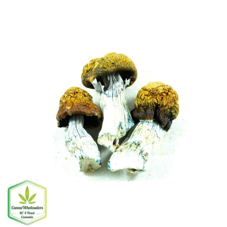 Penis Envy Cubensis