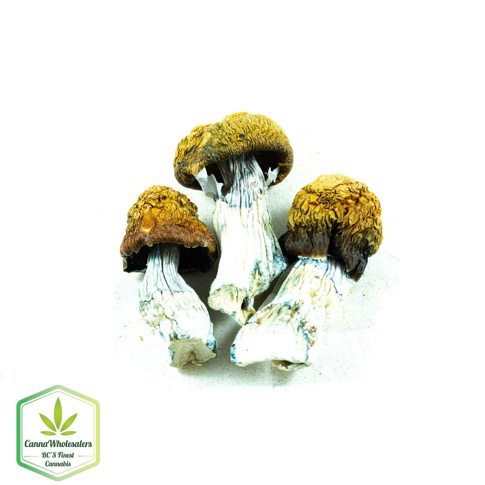 Penis Envy Cubensis