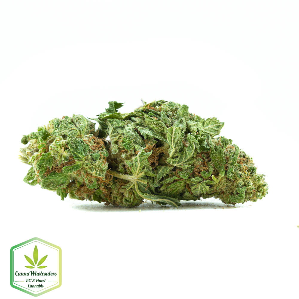 Diesel Glue
