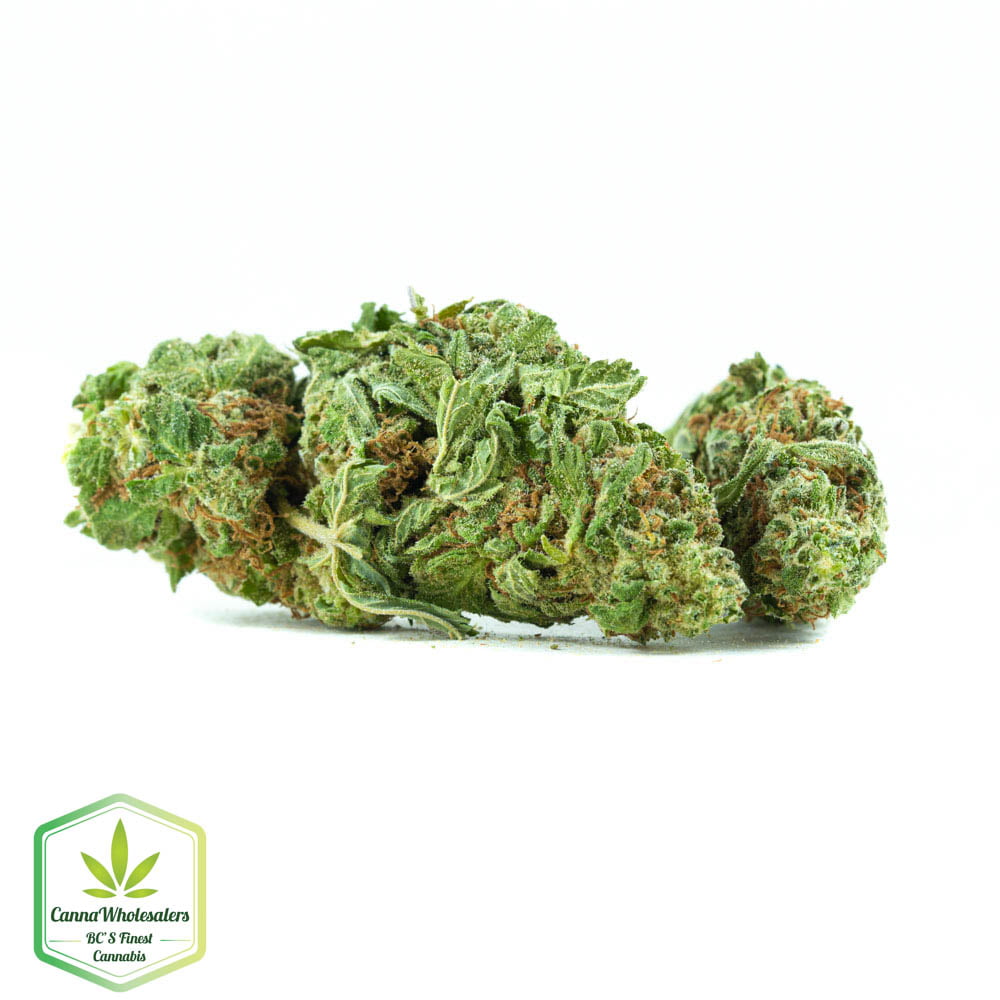 Diesel Glue