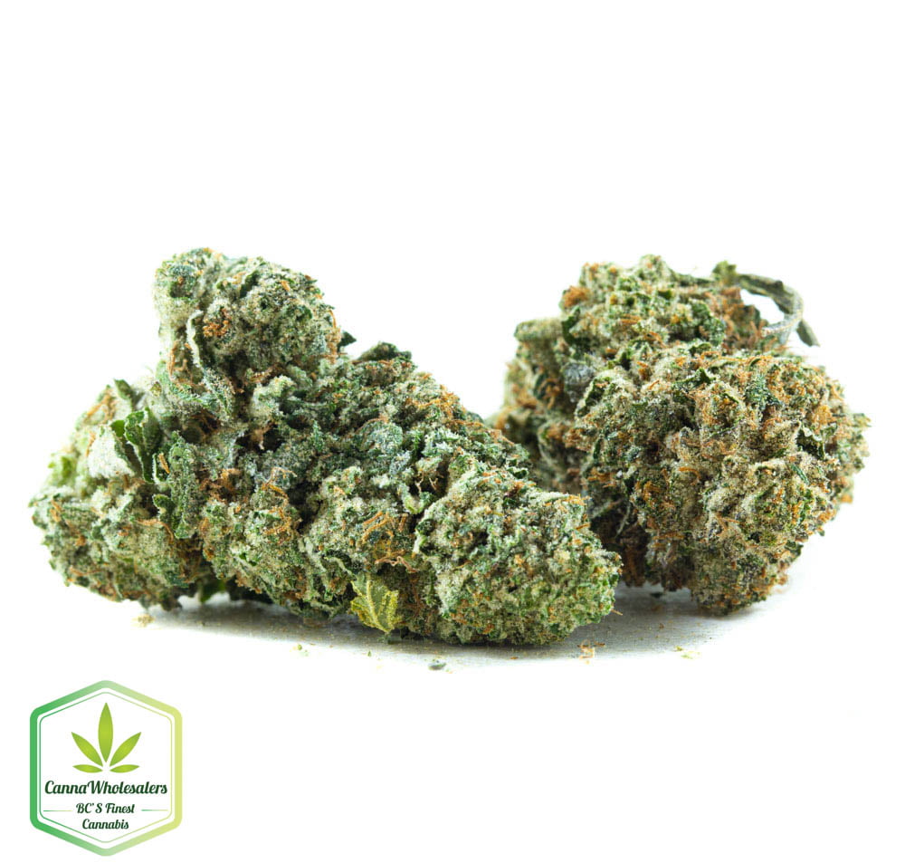 Budget Oz – Jack Frost