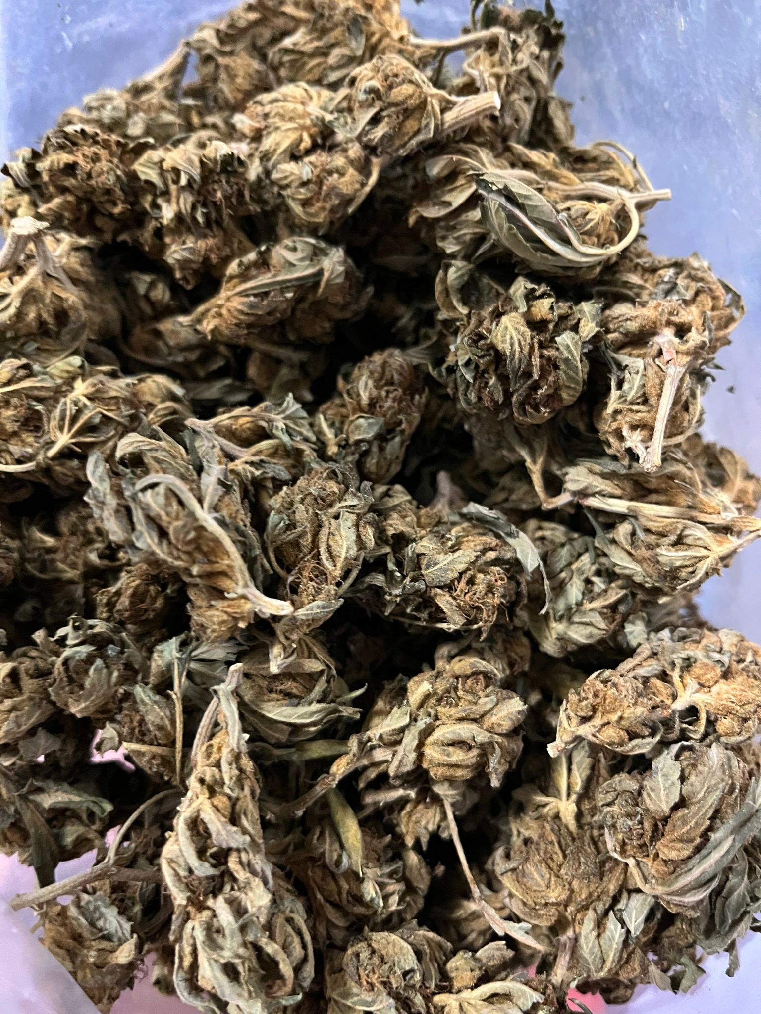 Greenhouse – Tally Mon