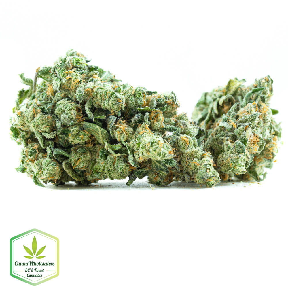 Budget Oz – OGKB