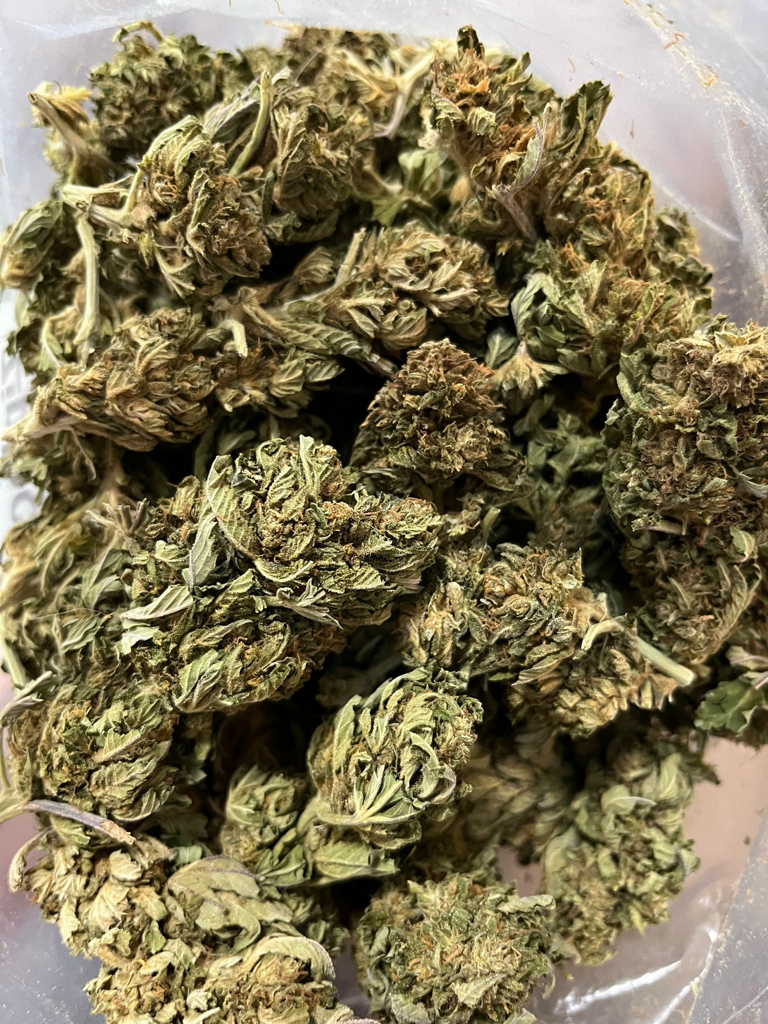 Greenhouse – Superman OG