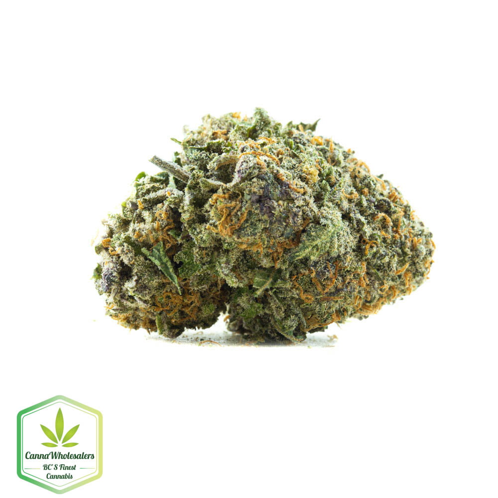 Critical Plus