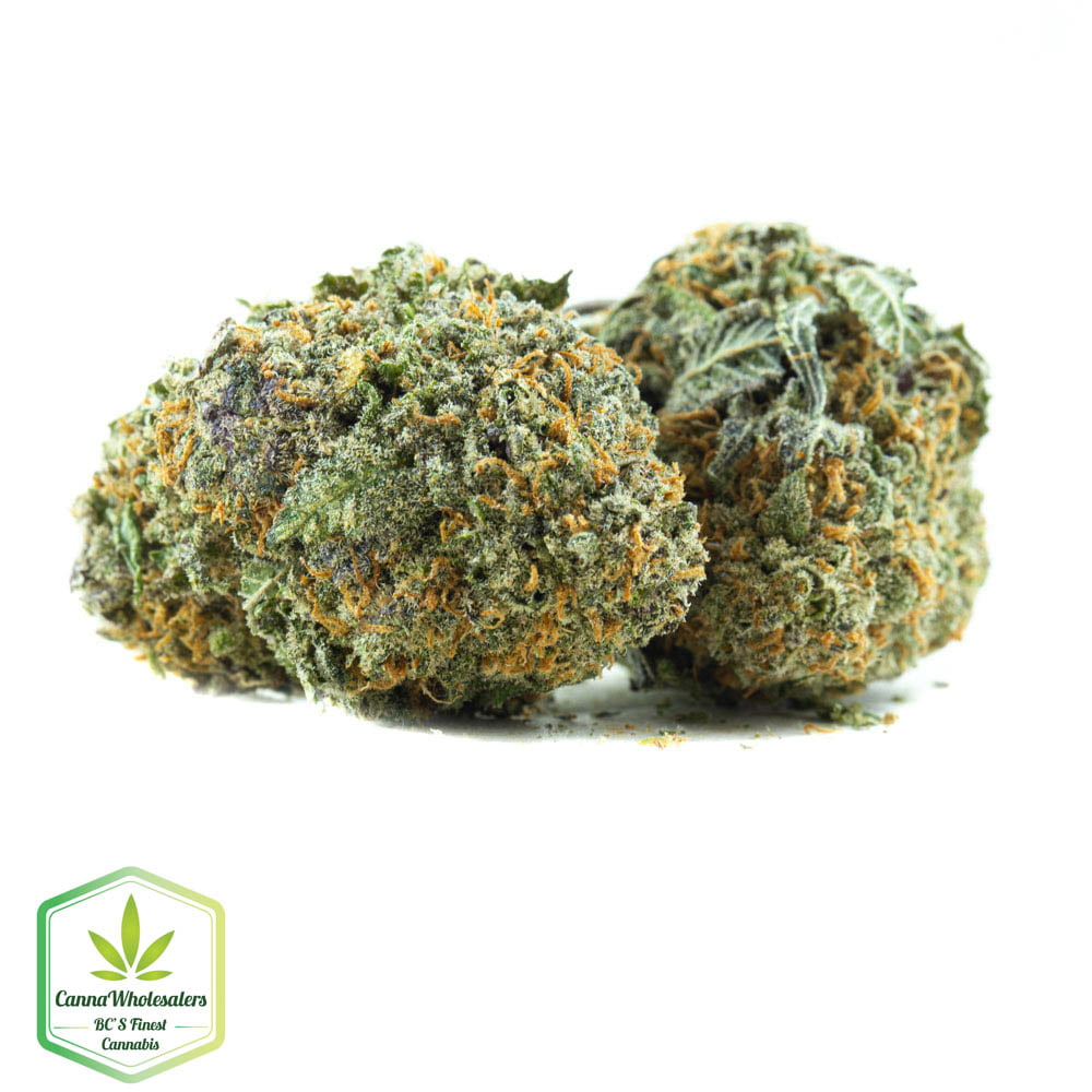 Critical Plus