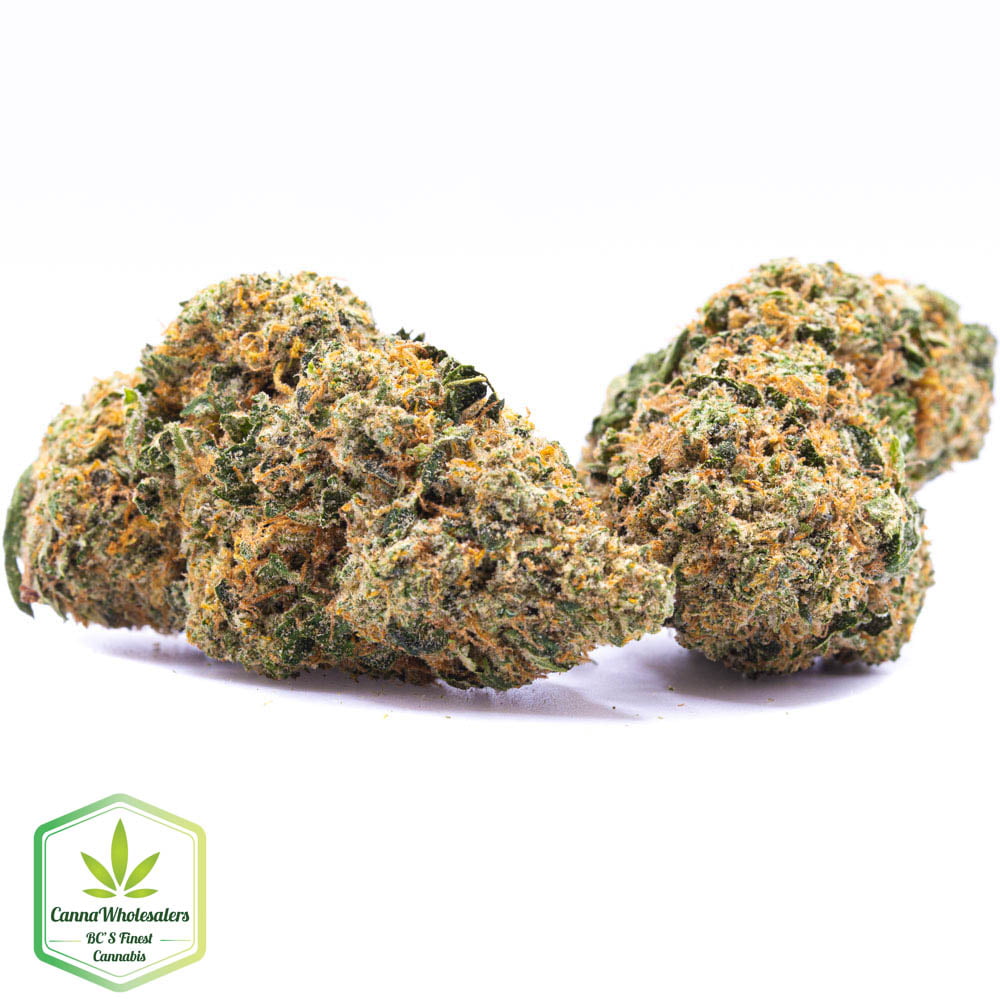 Budget Oz – Mandarine 47