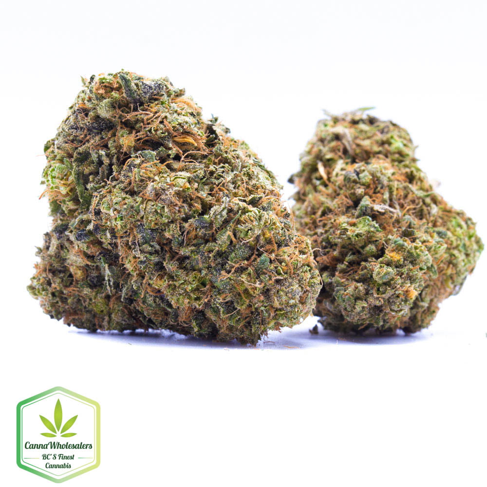 Budget Oz – Gorilla Blue