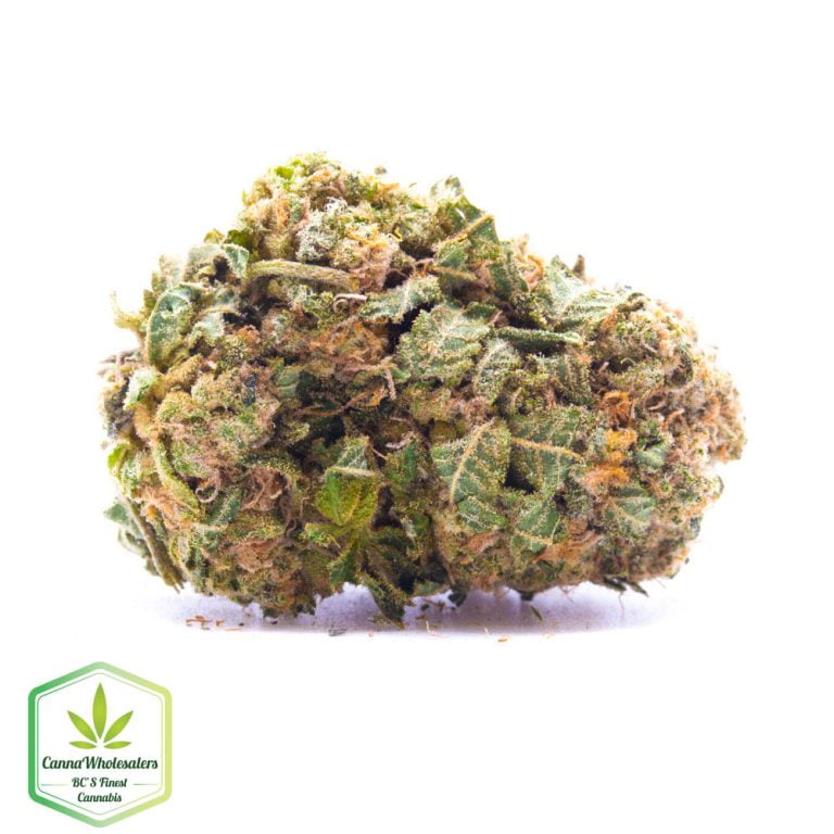 Budget Oz – Rockstar Tuna