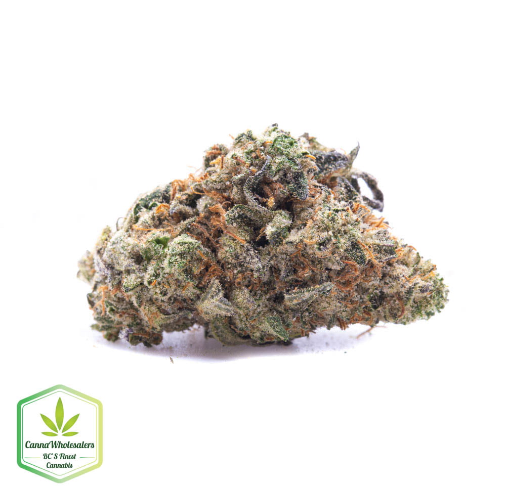 Master Skunk