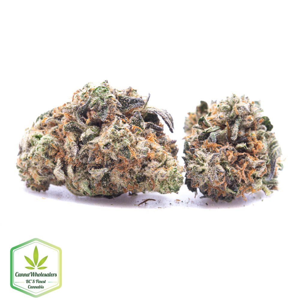 Master Skunk