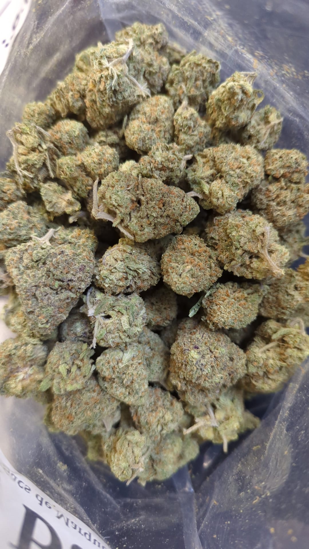 Budget Oz – Sunshine