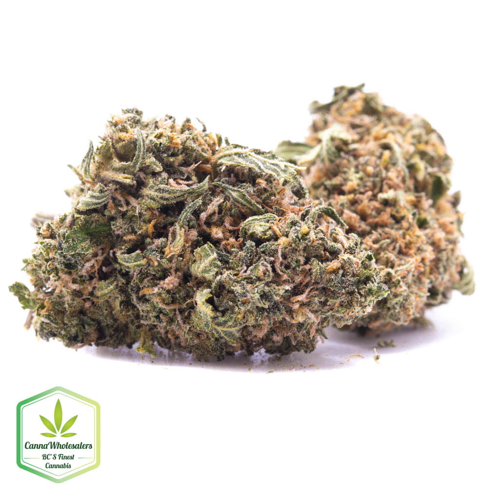 Budget Oz – Purple Passion