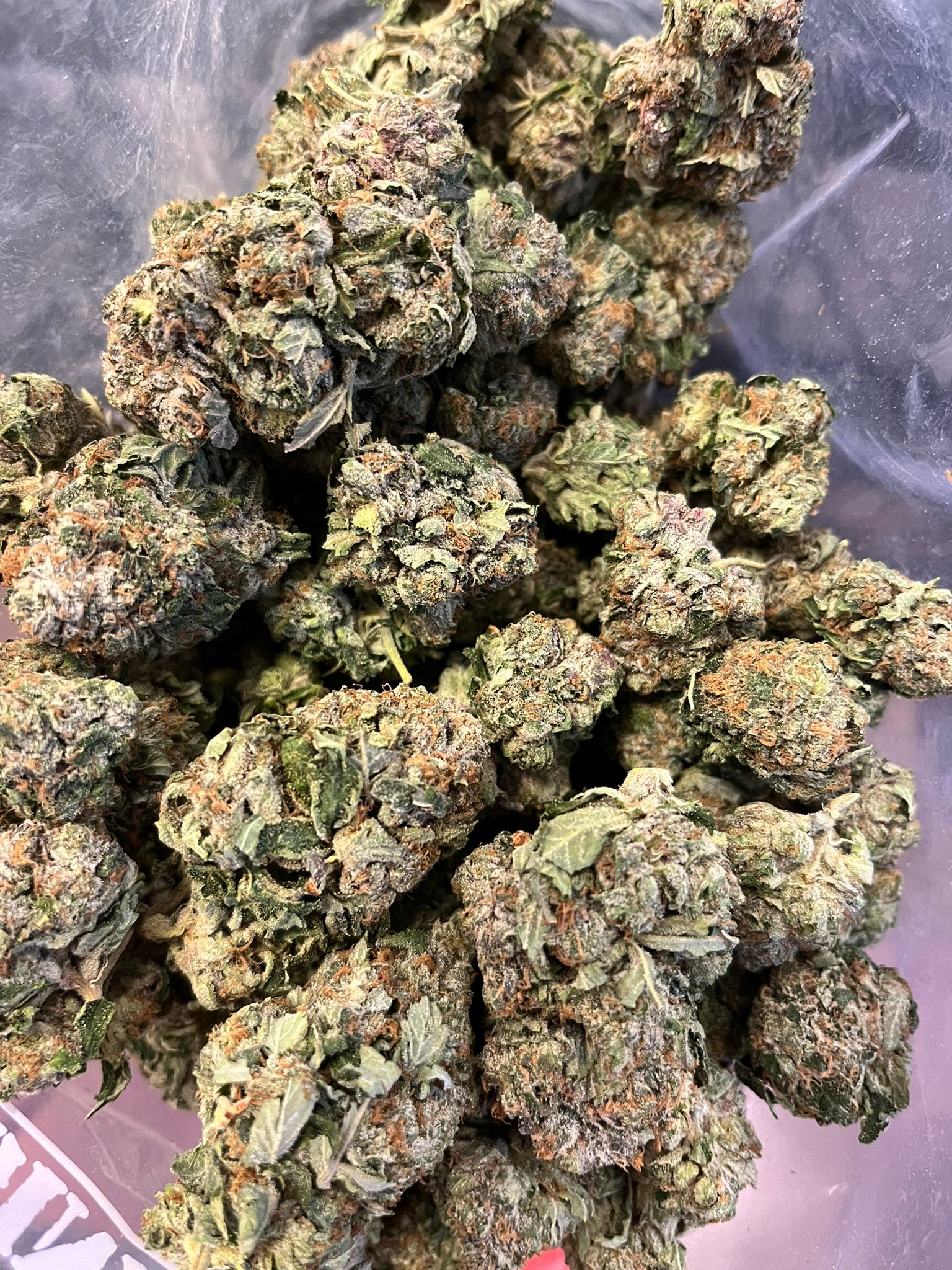 Skunk 47