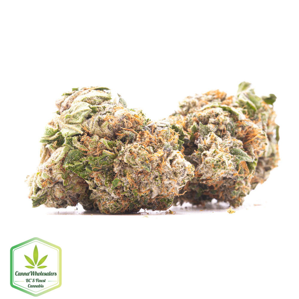 Skunk 47