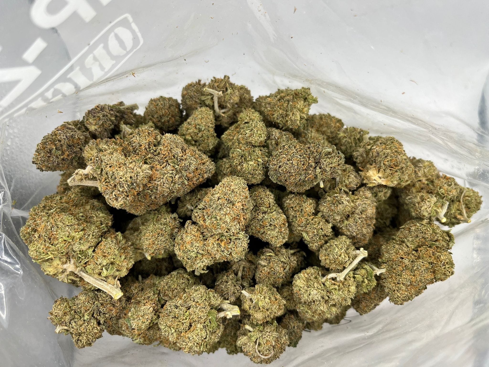 Gorilla Blue
