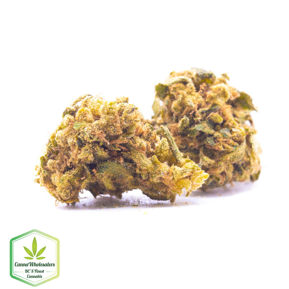 Budget Oz – Golden Ticket