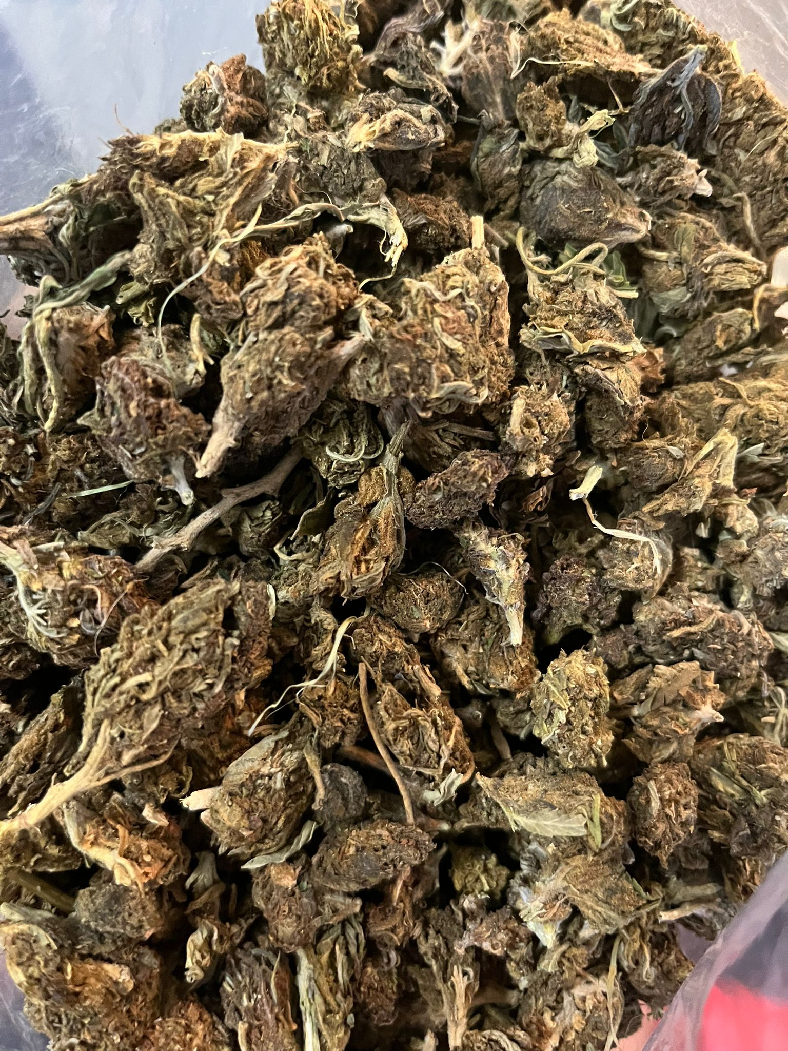 Budget Oz – Greenhouse P51