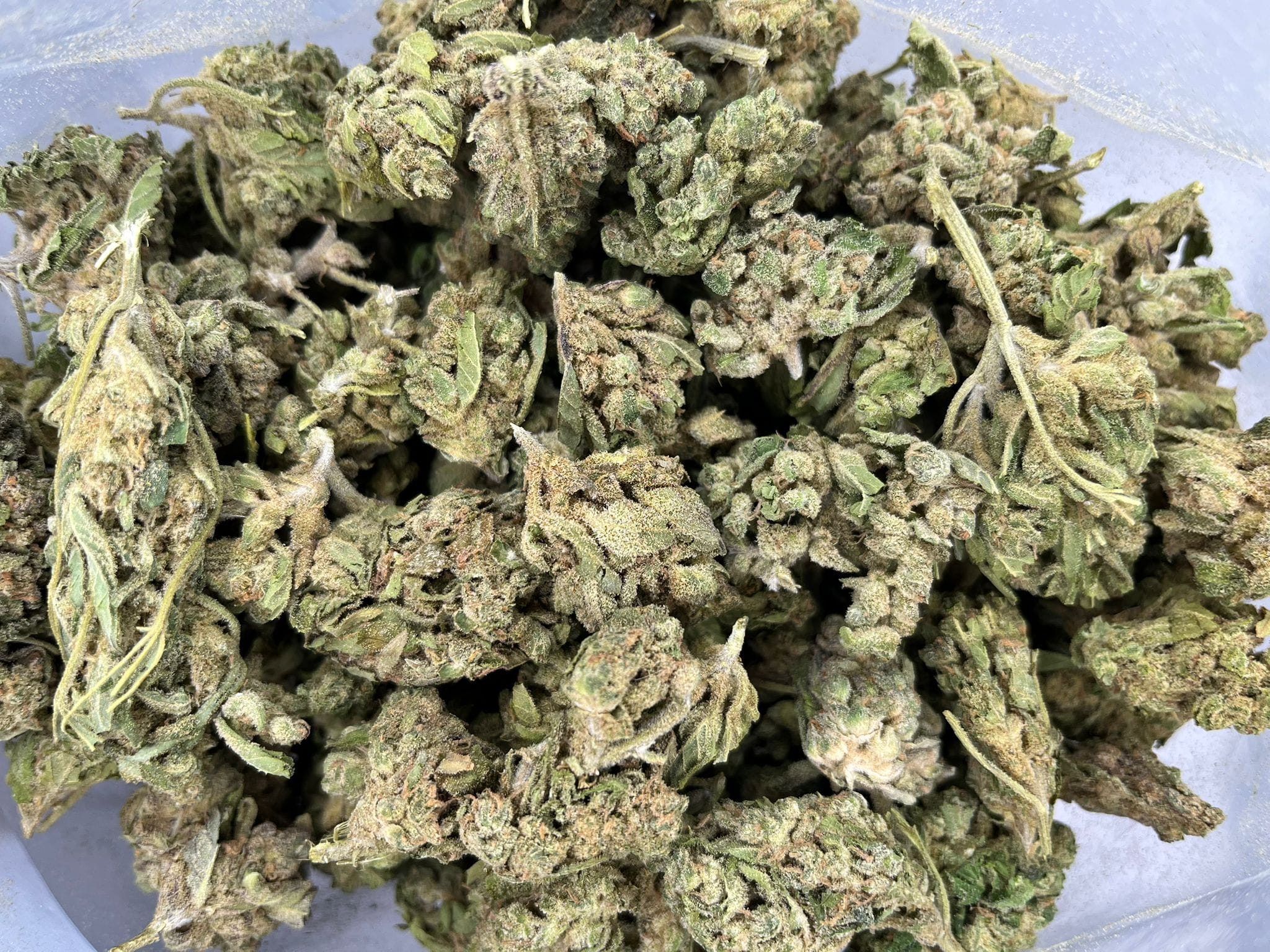 Budget Oz – Jungle Breath