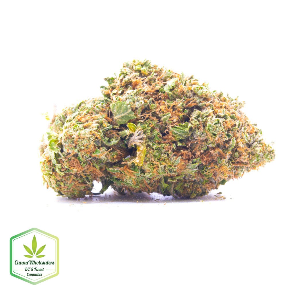 Hindu Skunk