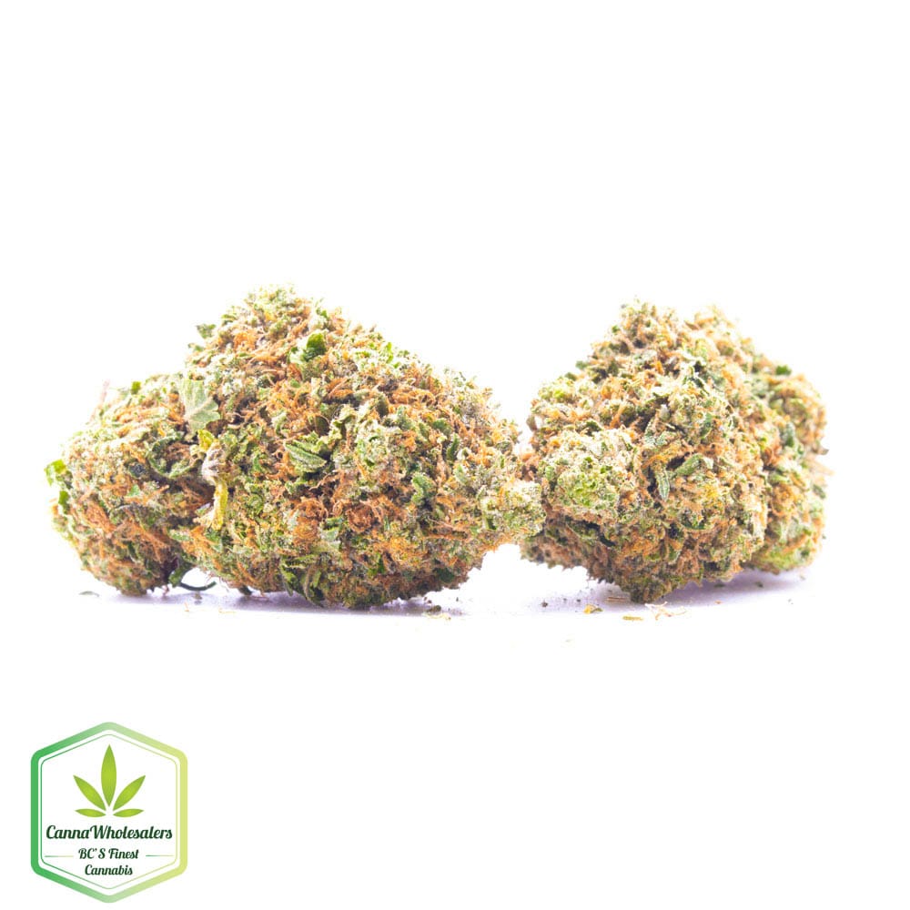Hindu Skunk