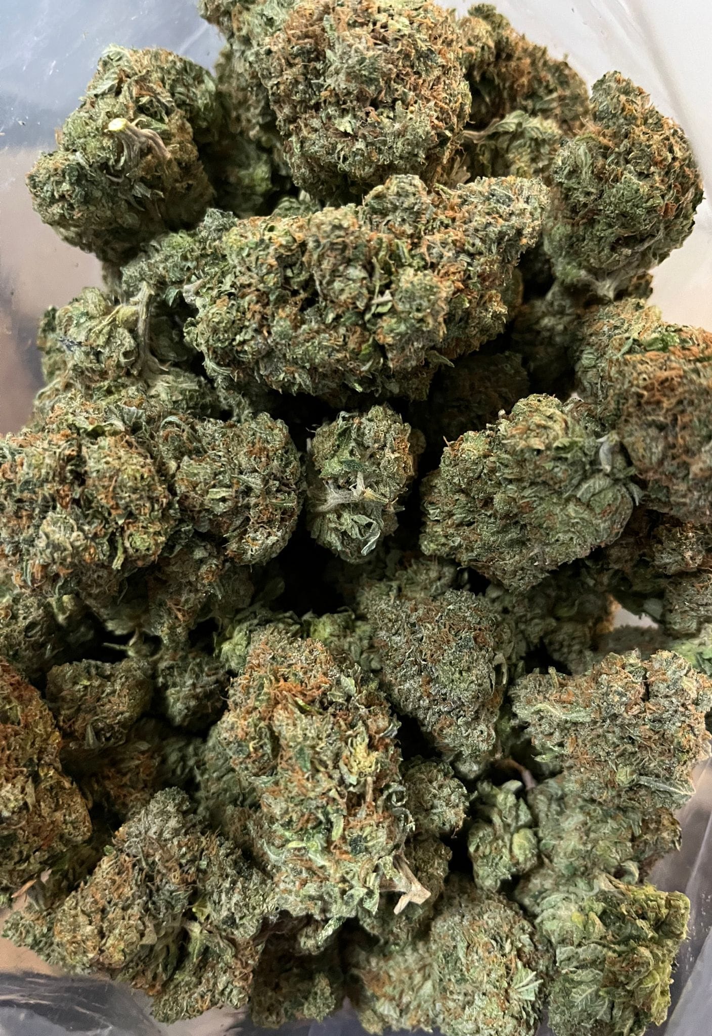 Hindu Skunk