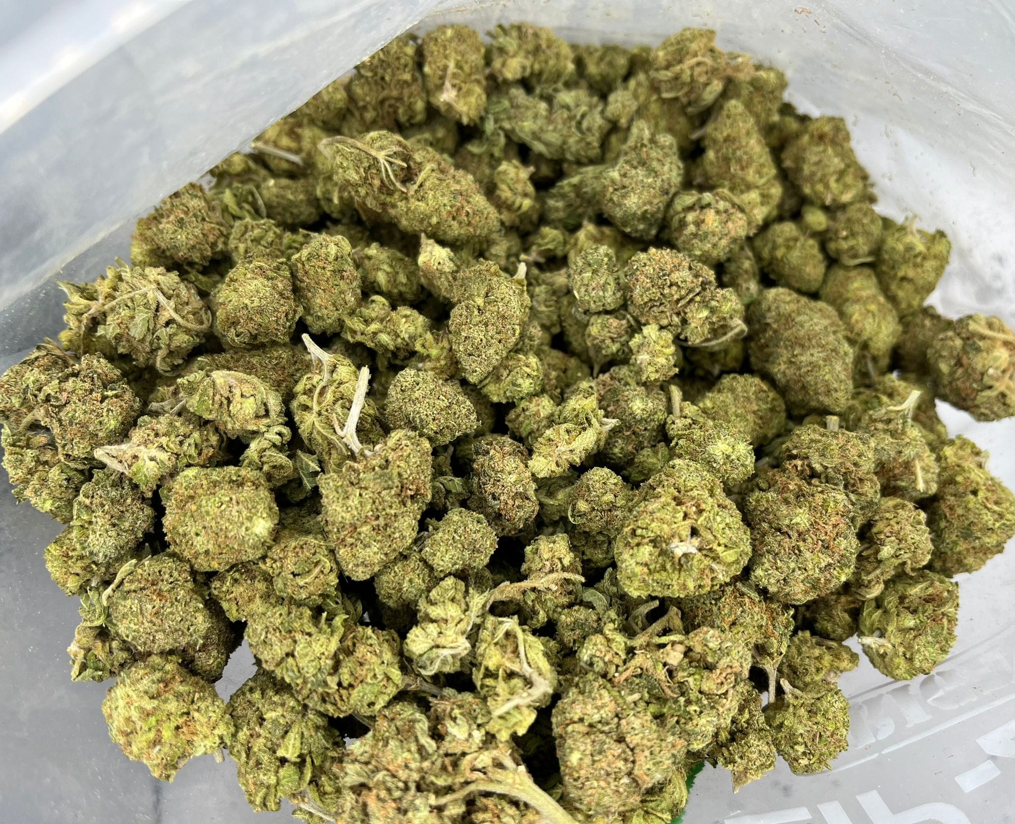 Budget Oz – Panama Red