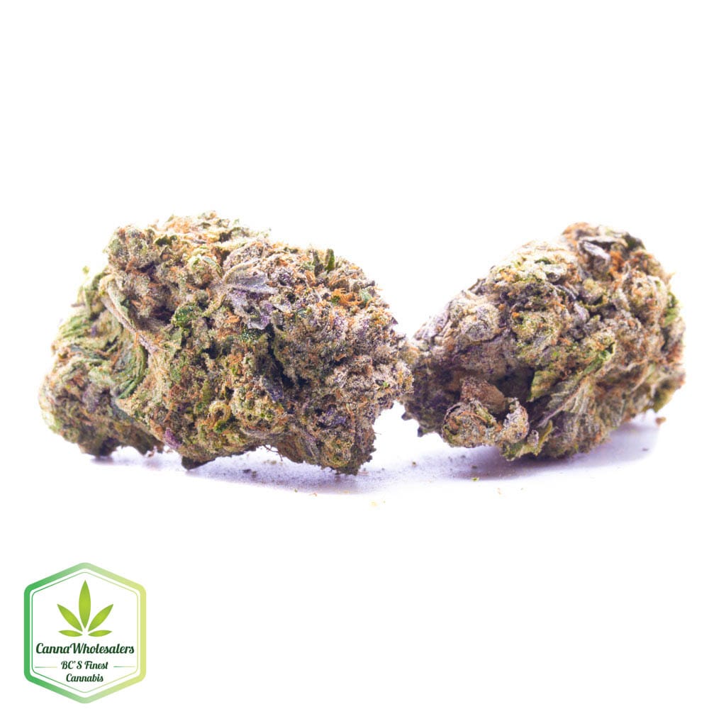 Budget Oz – Night Nurse
