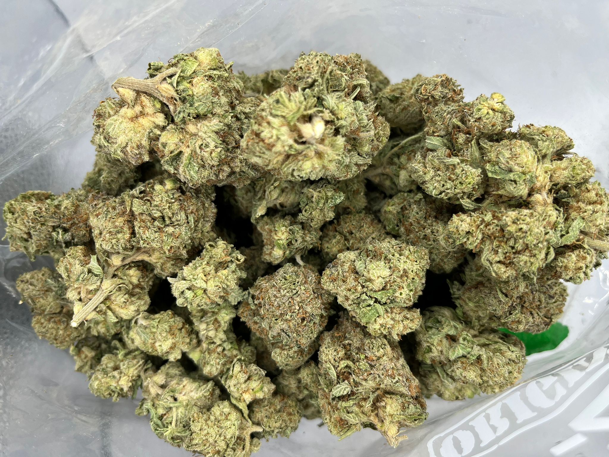 Budget Oz – Sleestack