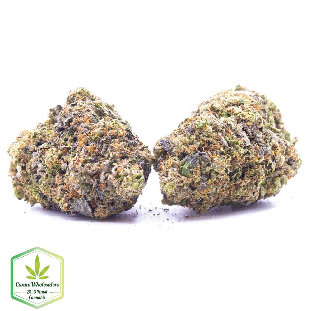 King’s Kush
