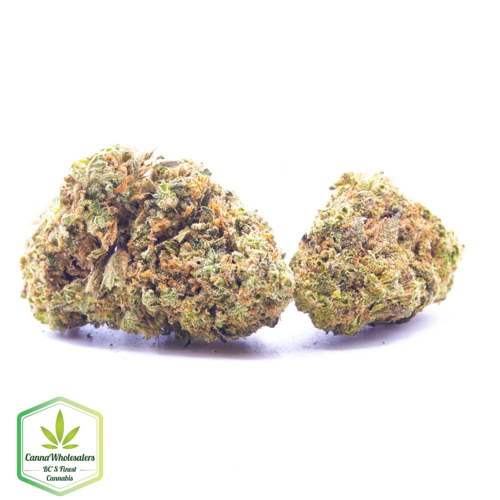 Budget Oz – Panama Red