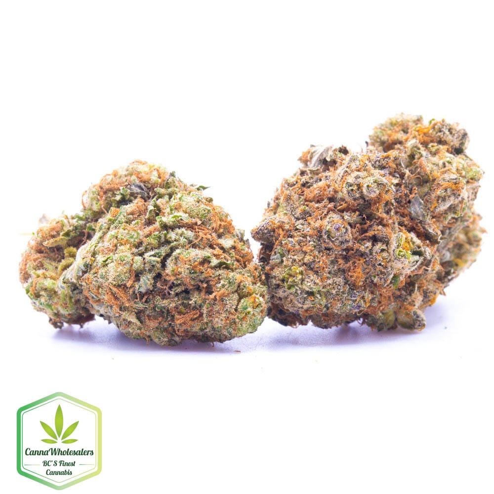Budget Oz – Violator