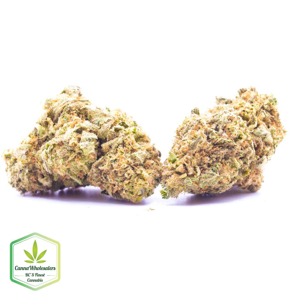 Budget Oz – Papaya