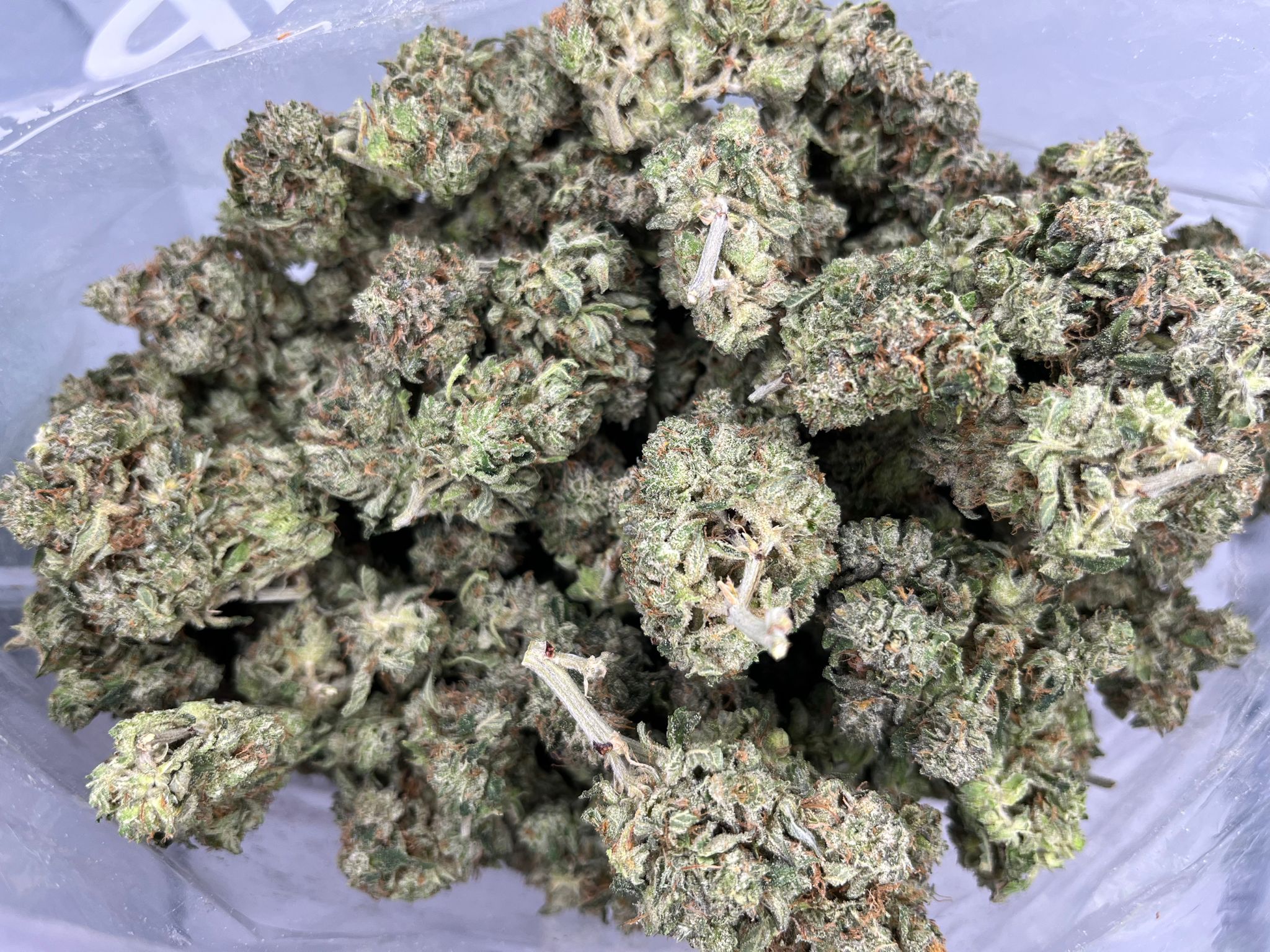 Budget Oz – Space Queen