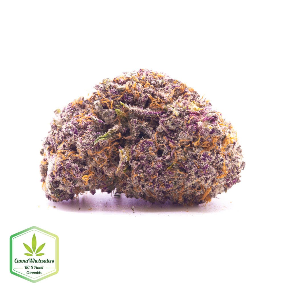 Sweet Black Angel – Craft Gardens