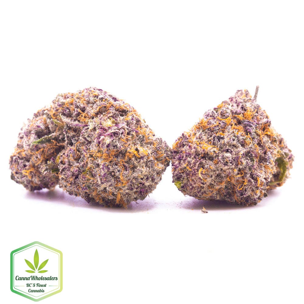 Sweet Black Angel – Craft Gardens