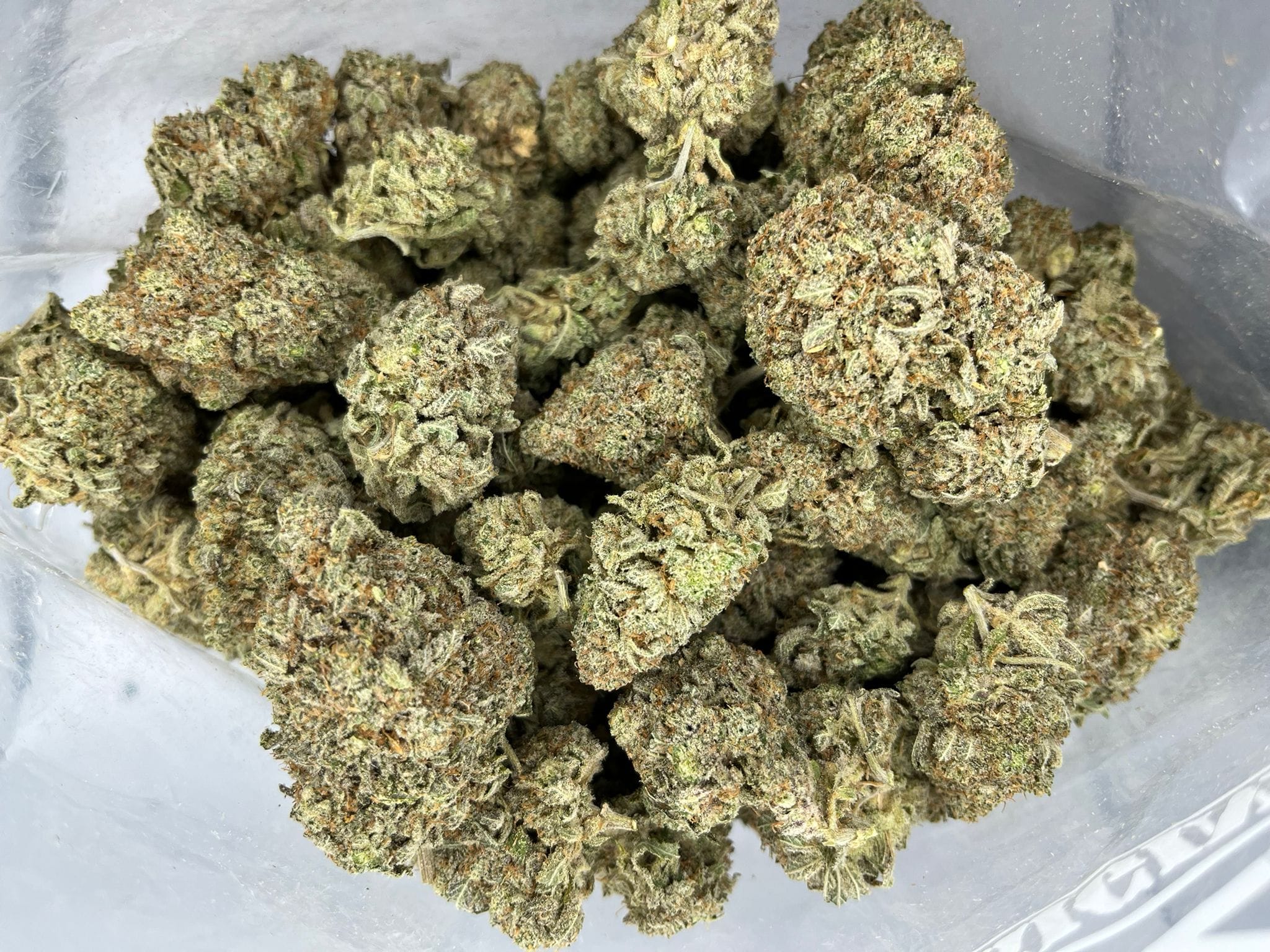 Alien Dawg