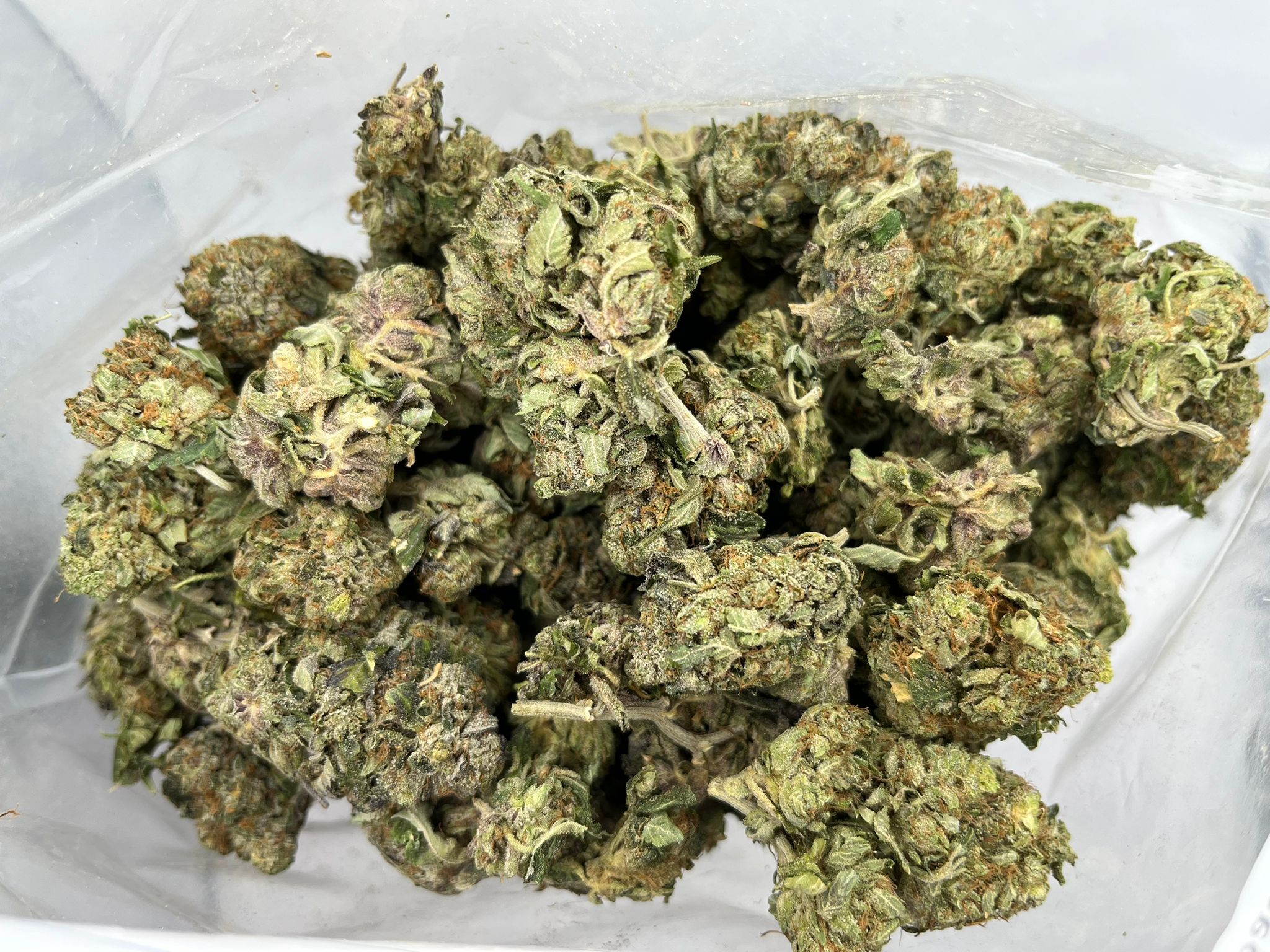 Budget Oz – Blue Ox