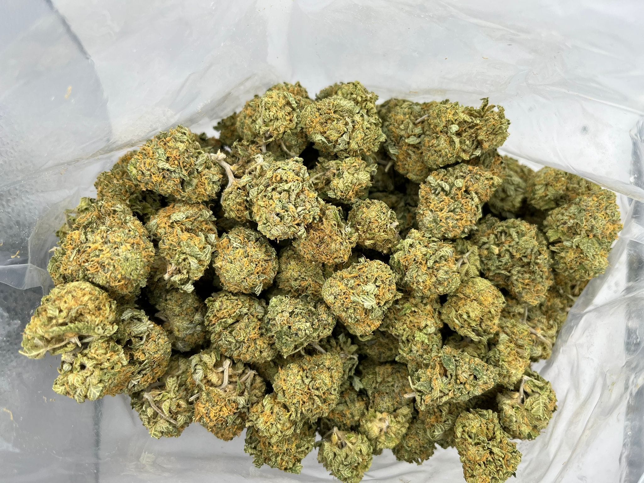 Budget Oz – Kraken