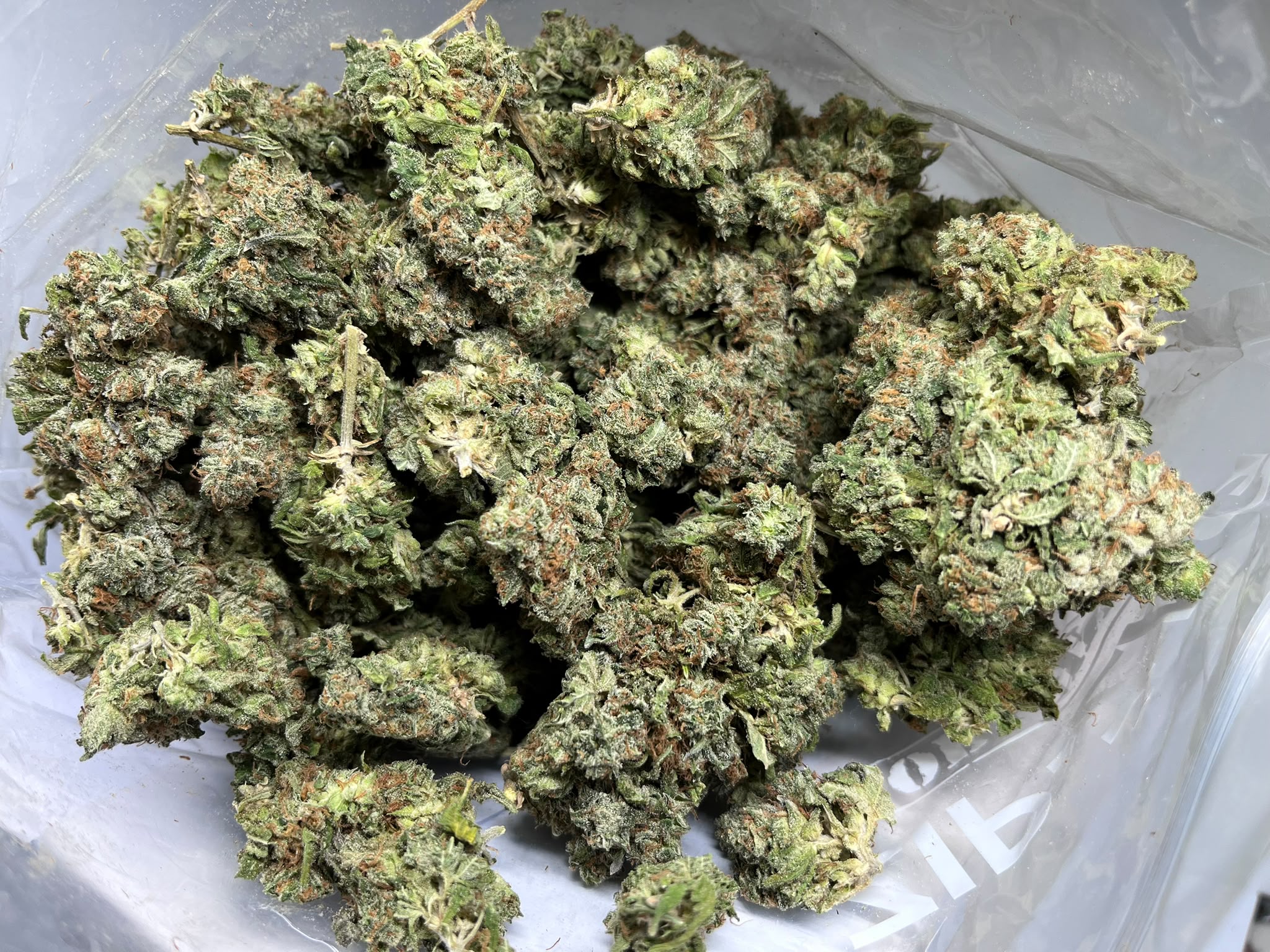 Sensi Star