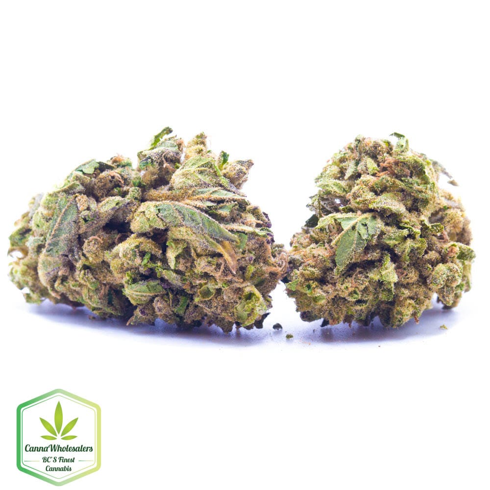 Budget Oz – KC 33