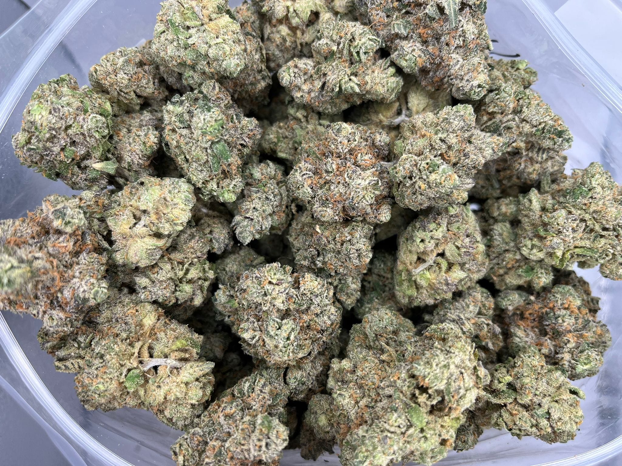 Purple Moby Dick – Craft Gardens